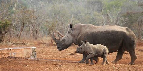 What does rhino conservation mean in 2019? | GVI SA