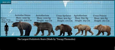 Prehistoric bears | Animal jokes, Cute animal drawings, Short faced bear