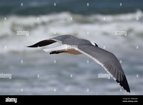 View from above a Laughing Gull flying over the ocean Stock Photo - Alamy