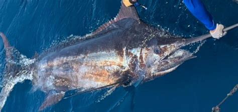 Galapagos Islands Has Incredible Marlin Fishing Happening Now - Ecuagringo