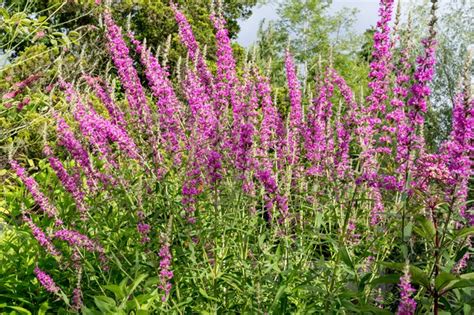 British Native Pond Plants for Wildlife Ponds - BBC Gardeners World Magazine