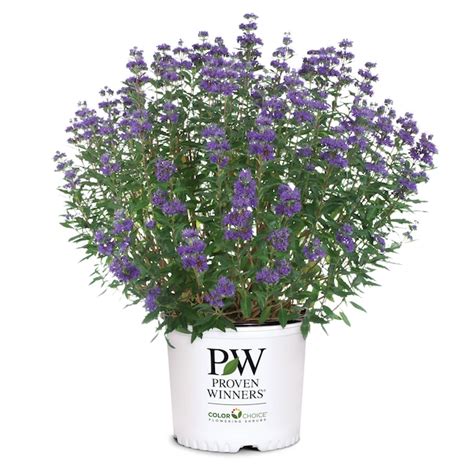 Proven Winners Blue Beyond Midnight Bluebeard Flowering Shrub in 2-Gallon Pot in the Shrubs ...