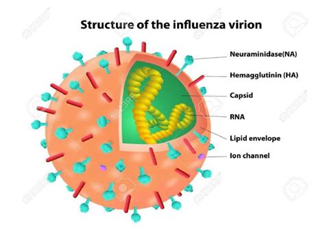 Orthomyxovirus - Morphology and laboratory diagnosis