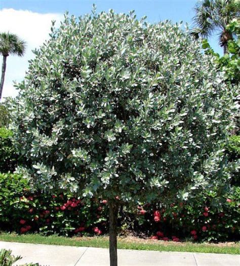 Silver Buttonwood Tree conocarpus Erectus Seeds - Etsy