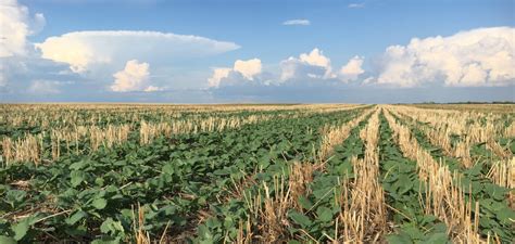 A successful canola harvest requires a season-long commitment | The ...