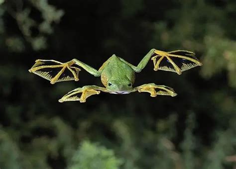 What You Need to Know About Flying Frogs | Reptiles' Cove