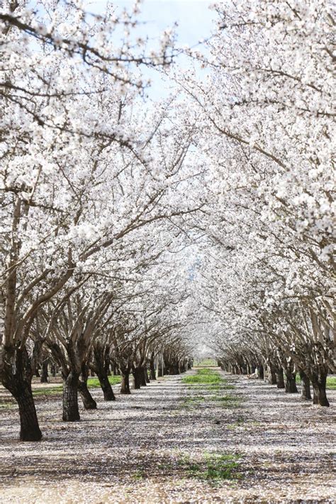 Almond orchards in bloom - Hither & Thither