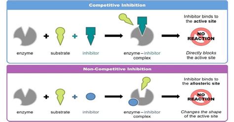 Examples Of Enzyme Inducers And Inhibitors