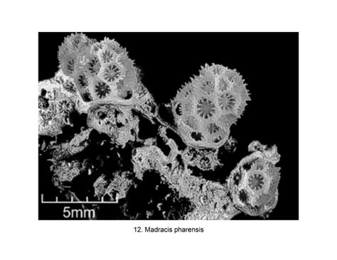 Caribbean Coral Skeleton Identification Guide