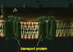 Cell Diffusion Animation