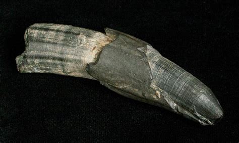 2.93" Fossil Sperm Whale Tooth - Georgia (#5008) For Sale - FossilEra.com