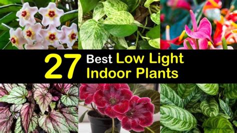 27 Best Low Light Indoor Plants for Light-Starved Rooms