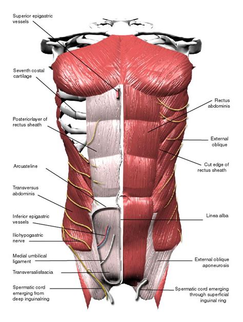 Abdominal Muscles (Labeled) | Eccles Health Sciences Library | J. Willard Marriott Digital Library