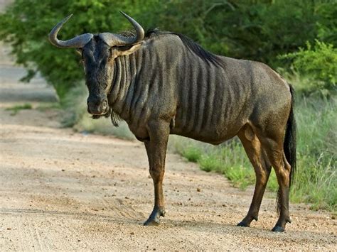 Wildebeest - Animal Facts and Information