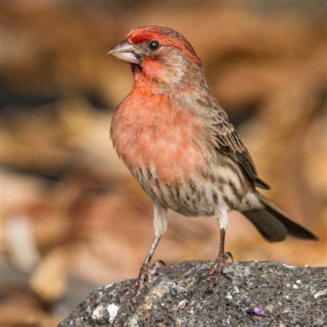 Hawaiʻi Birding Trails | house finch