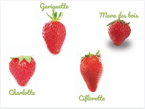 Tout savoir sur la fraise : saison, variétés, conservation... - Cuisine ...