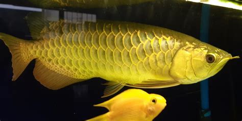 Golden Arowana Arwana fish golden rare 65000, Everything Else, Others on Carousell