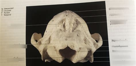 ANSC 297V Anatomy lab for Vet Techs Nuchal canine crest diagram Diagram | Quizlet