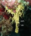 World Porifera Database
