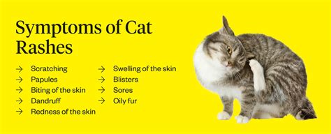 Cat Dermatitis: Symptoms, Causes Treatments, 47% OFF