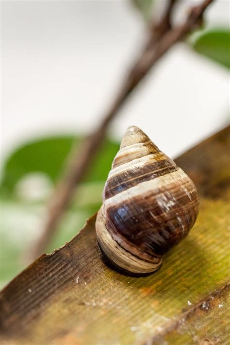 George, the Last Hawaiian Land Snail, Passes Away : Big Island Now