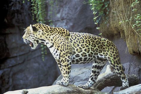 Free photo: Jaguar Roar - Animal, Fast, Fierce - Free Download - Jooinn