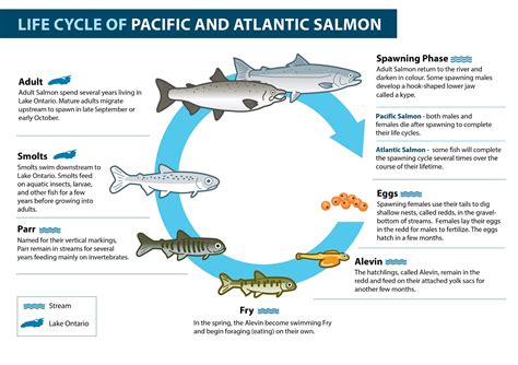 Salmon in Toronto and GTA Waters - Toronto and Region Conservation ...