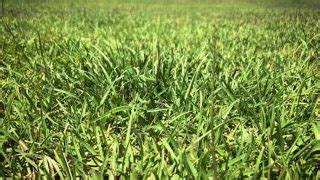 Centipede Grass Care By Season – Thriving Yard