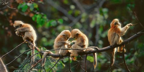 A Life for the Wild: China’s Top Wildlife Photographer