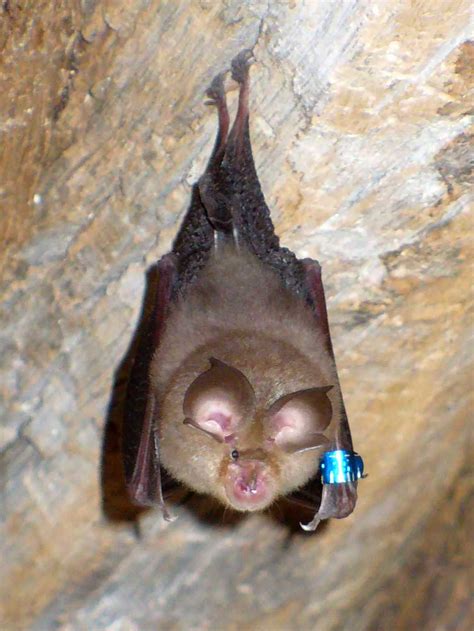 Lesser horseshoe bat - Wikipedia