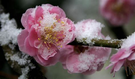 Ume, the Japanese Plum Tree, Prunus mume – Botany Boy