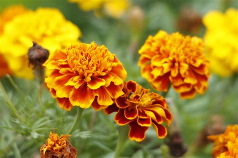 October Birth Flower: The Marigold | Teleflora Blog