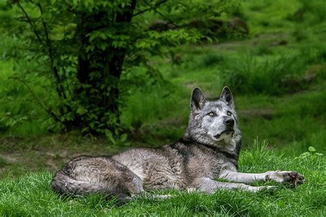 Mackenzie Valley Wolf in Woodland Photograph by Arterra Picture Library | Pixels