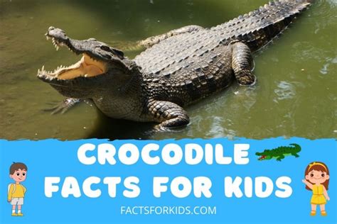 22 Crocodile Facts For Kids That Will Surprise You – Facts For Kids