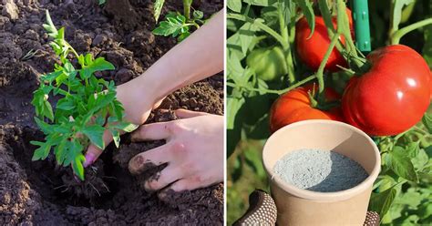 The Perfect Homemade Tomato Fertilizer Recipe & When to Use