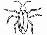 German Cockroach Coloring Page  Free Printable Pages For Kids sketch template