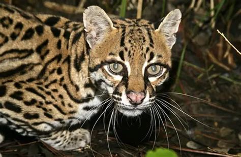 Ocelot - Description, Habitat, Image, Diet, and Interesting Facts