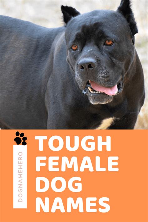 170+ Tough Female and Male Names For Dogs