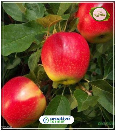 Buy Dwarf Miniature Fuji Apple Tree Fruit Seeds Non Hybrid Fruit Plant ...