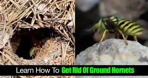 Learn How To Get Rid Of Ground Hornets