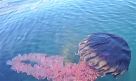 Rare Black Jellyfish Spotted Off California Coast, ‘Dark Membranes ...