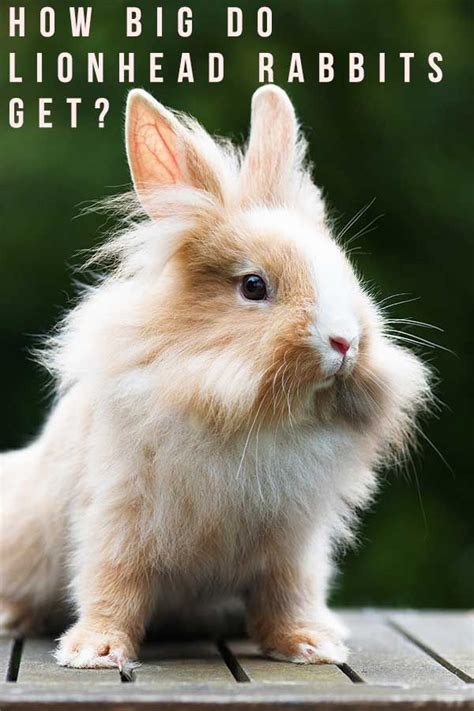 How Big Do Lionhead Rabbits Get? Your Lionhead Size Guide in 2021 ...