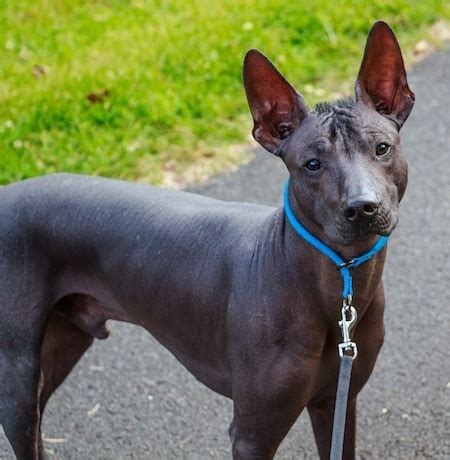 Xoloitzcuintli Dog Breed Information and Pictures