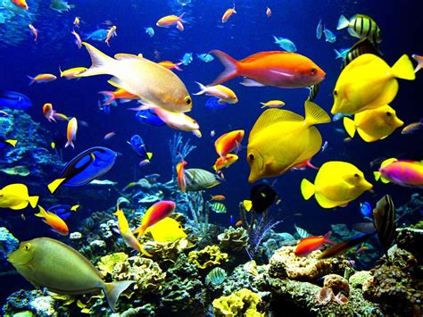 Best Wallpapers: Colorful Fish Wallpapers | Fish wallpaper, Colorful fish, Live fish wallpaper