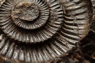 Fossil | Steven Lilley | Flickr