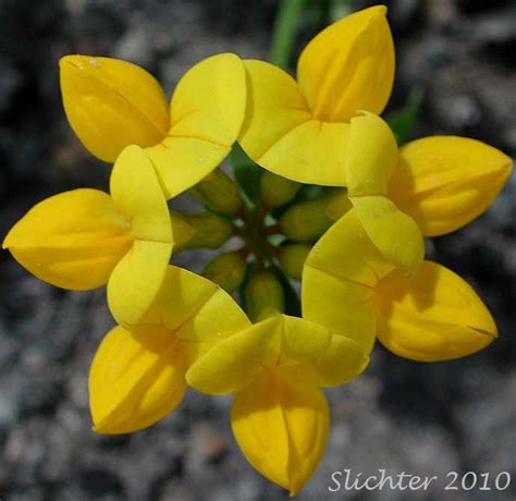 Birdsfoot Trefoil, Birdsfoot-trefoil, Garden Bird's-foot Trefoil ...