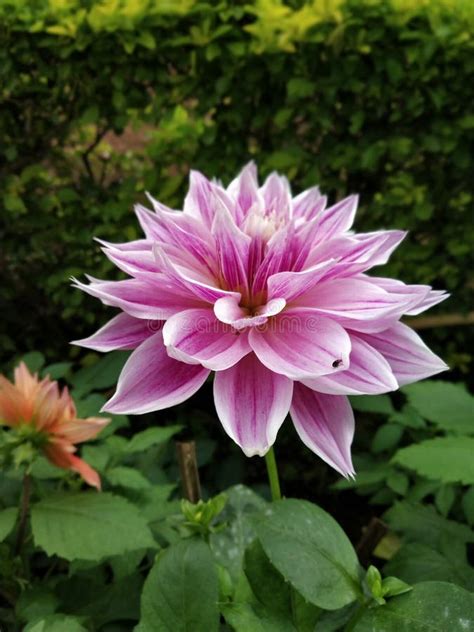 Dahlia Pinnata Flower stock foto. Image of grafisch - 148719454