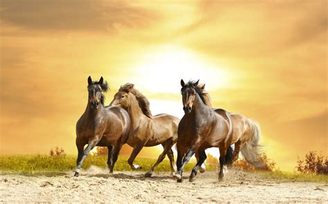 galloping horses | Horse wall art, Horse wall, Horse wallpaper