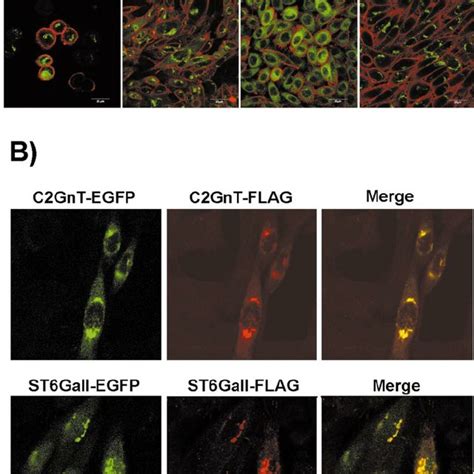 Intracellular distribution and in vivo function of glycosyltransferase ...