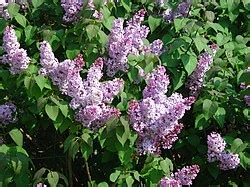 Syringa vulgaris – Hortipendium